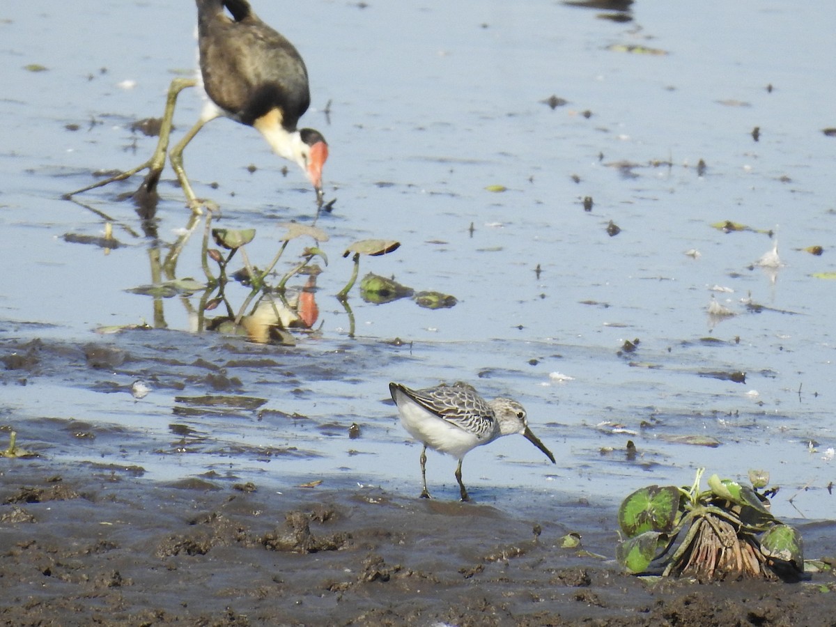 Грязовик - ML643961393