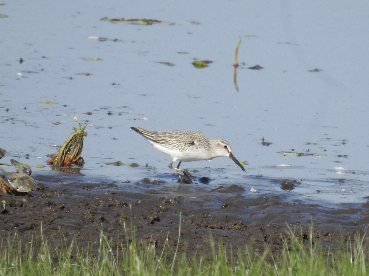 Грязовик - ML643961394