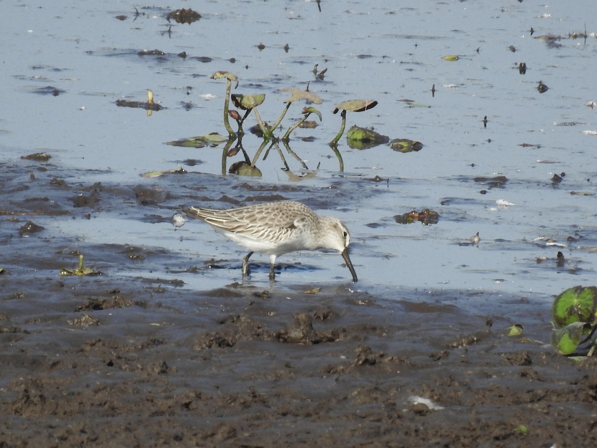 Грязовик - ML643961395