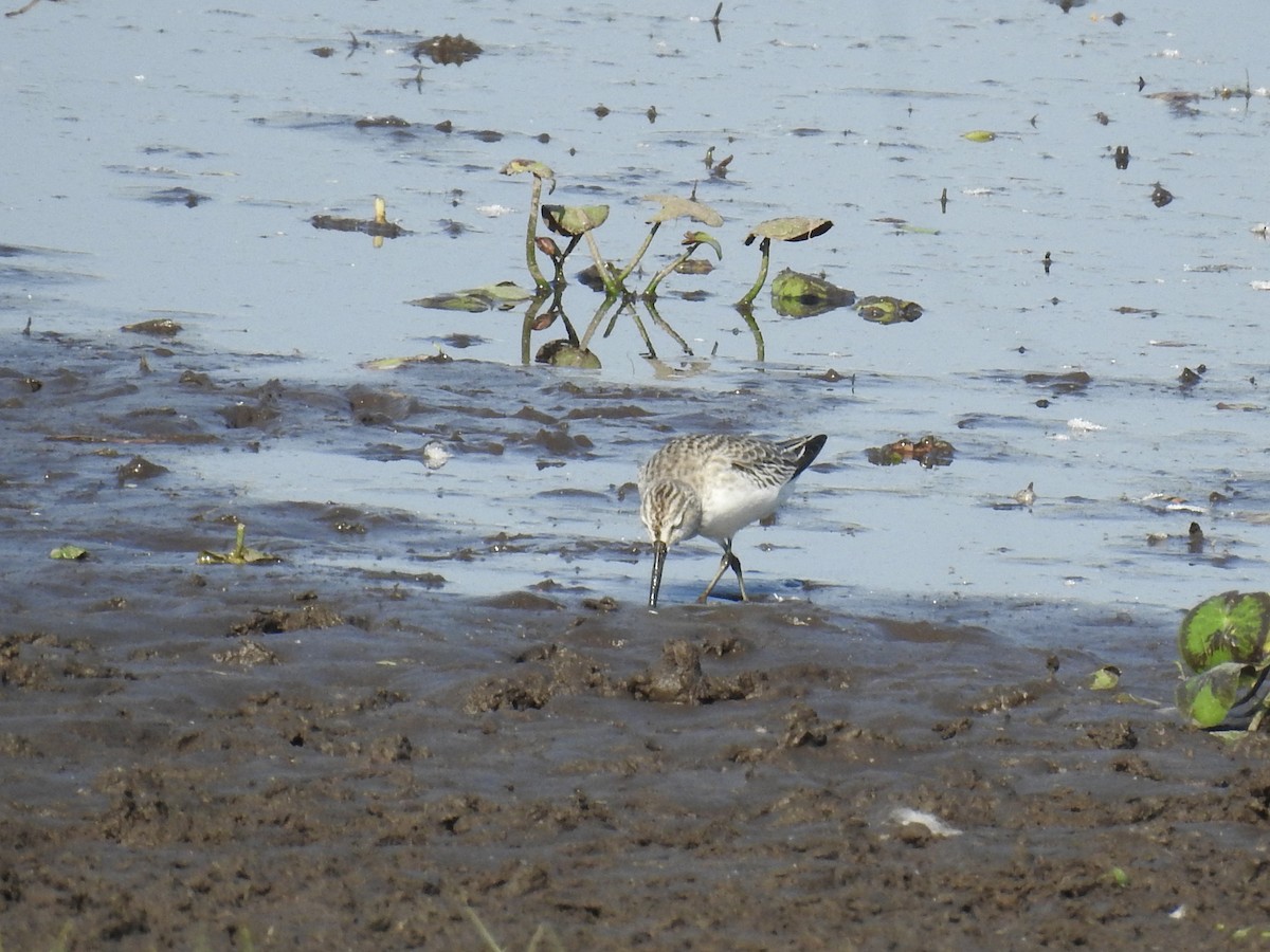 Грязовик - ML643961396