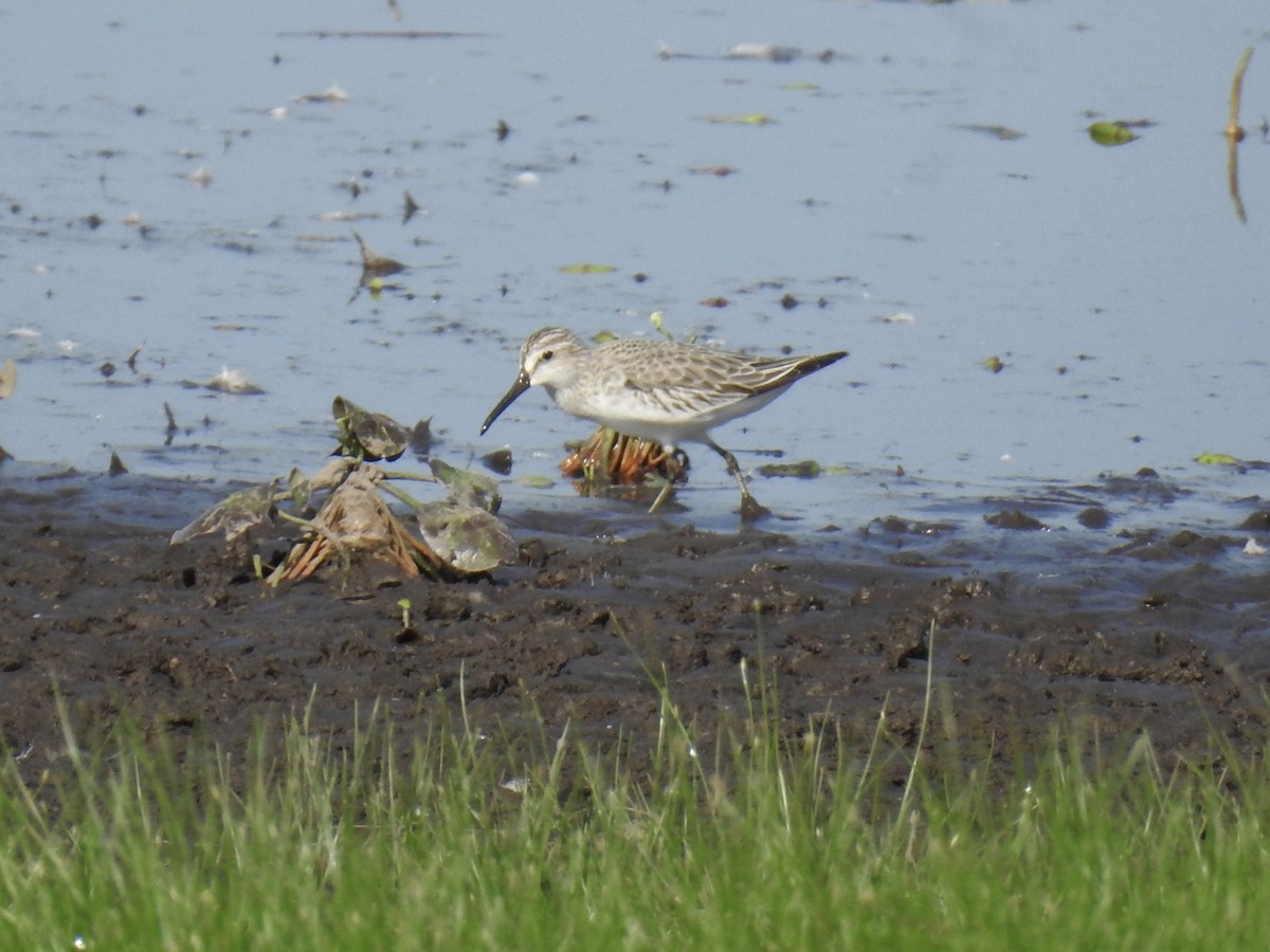 Грязовик - ML643961398