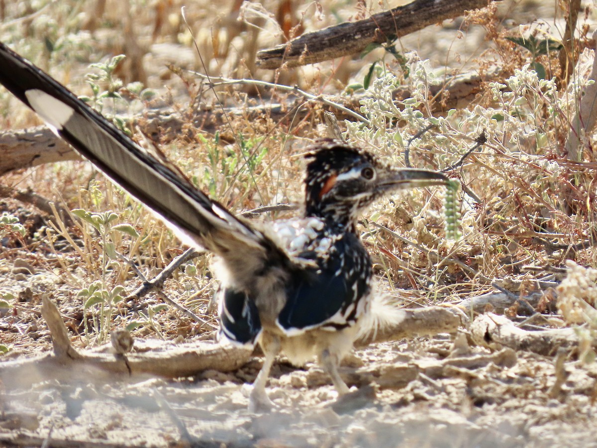 Greater Roadrunner - ML643961402