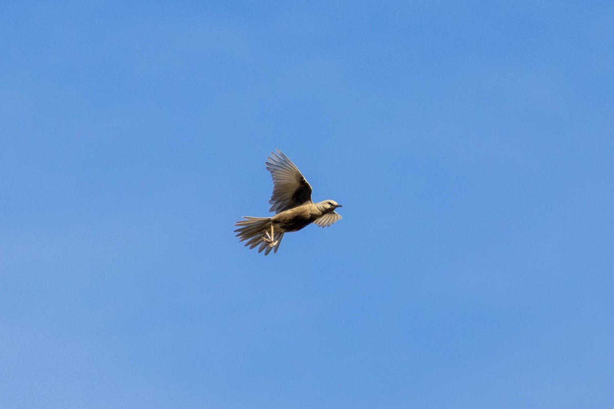 Brown Songlark - ML643961407