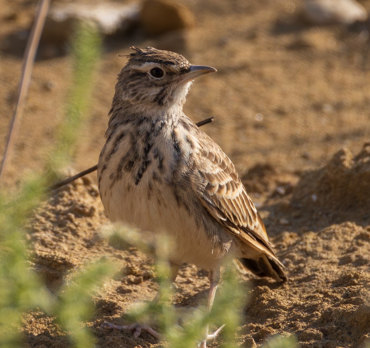 Crested Lark (Crested) - ML643961448
