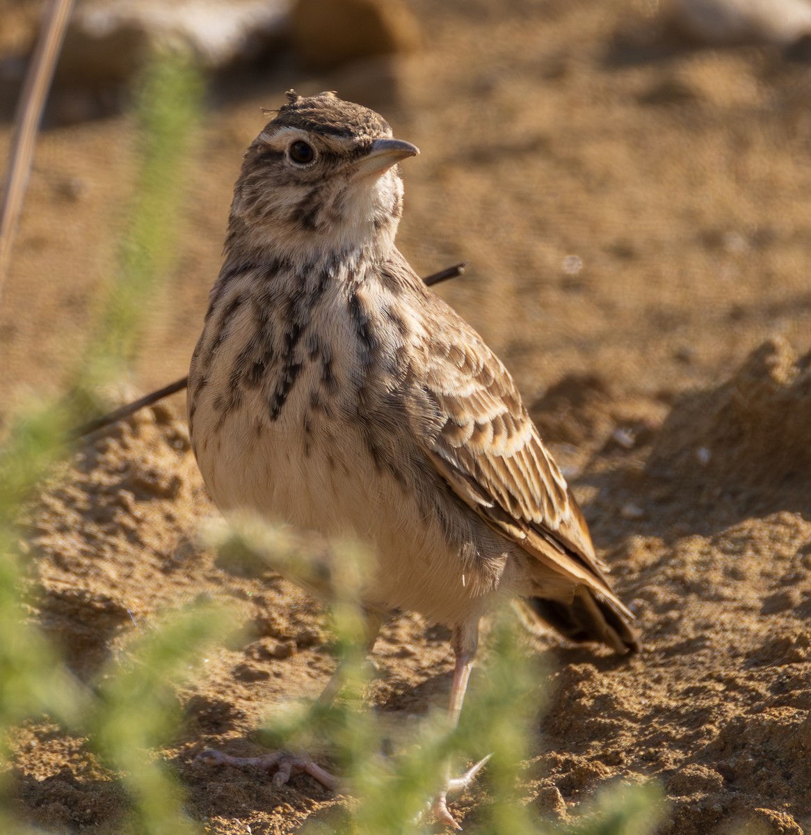 Crested Lark (Crested) - ML643961449