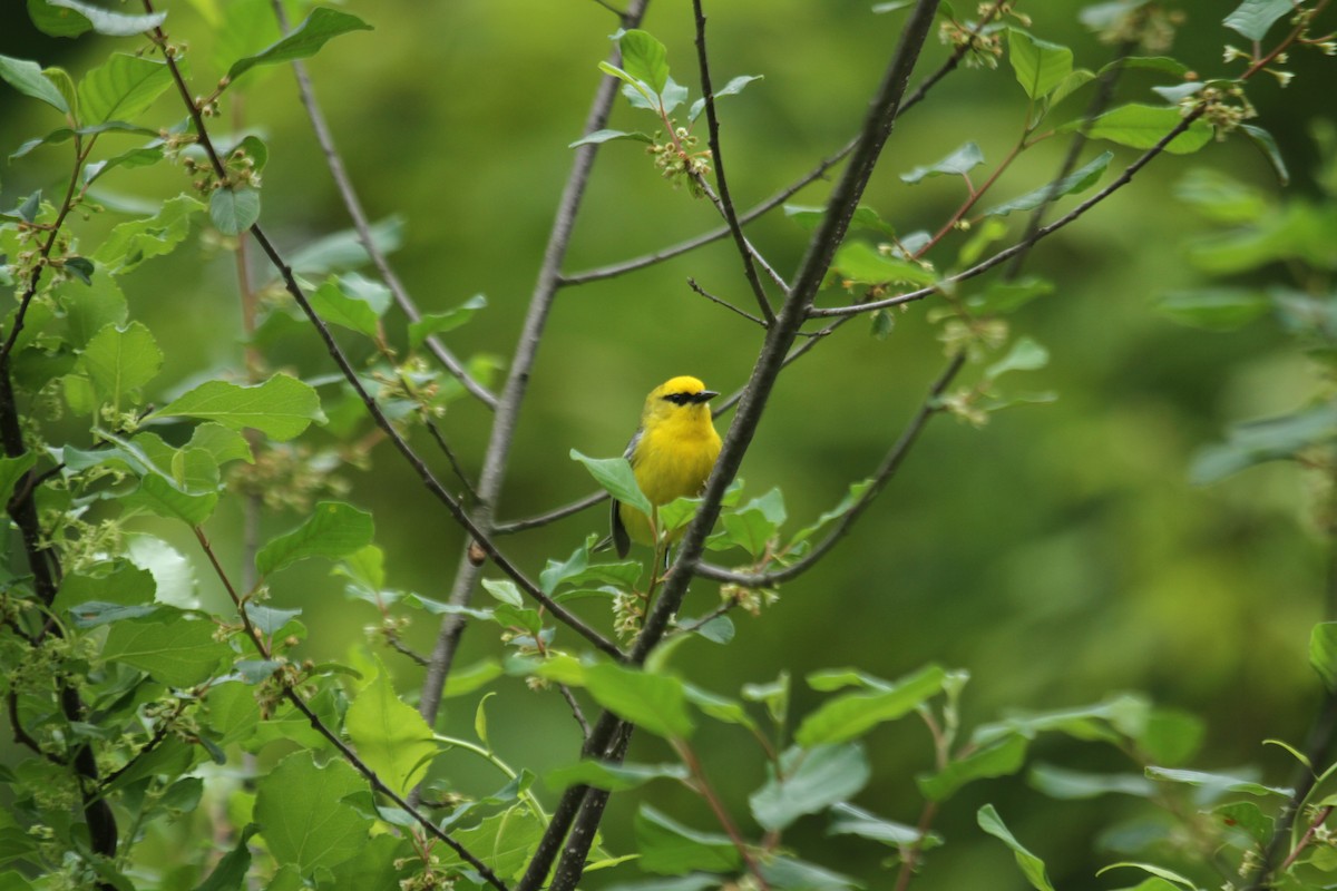 Blue-winged Warbler - ML643961557