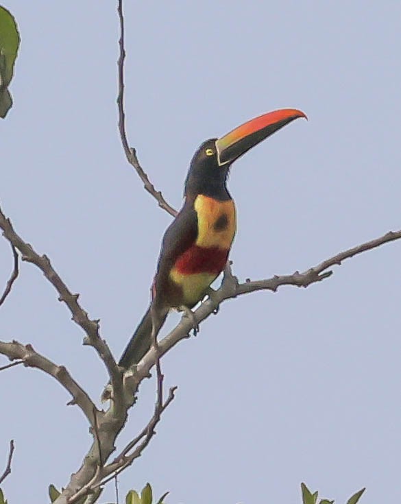 Fiery-billed Aracari - ML643961563