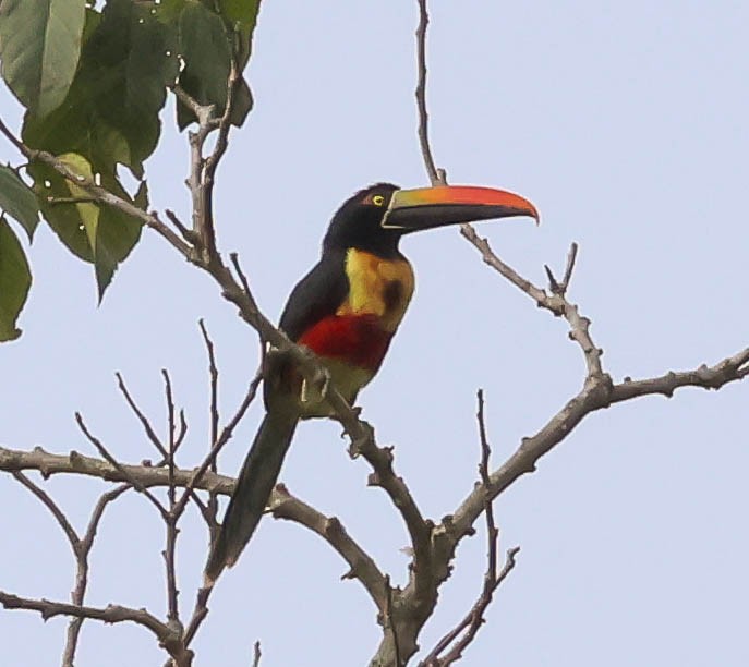 Fiery-billed Aracari - ML643961564