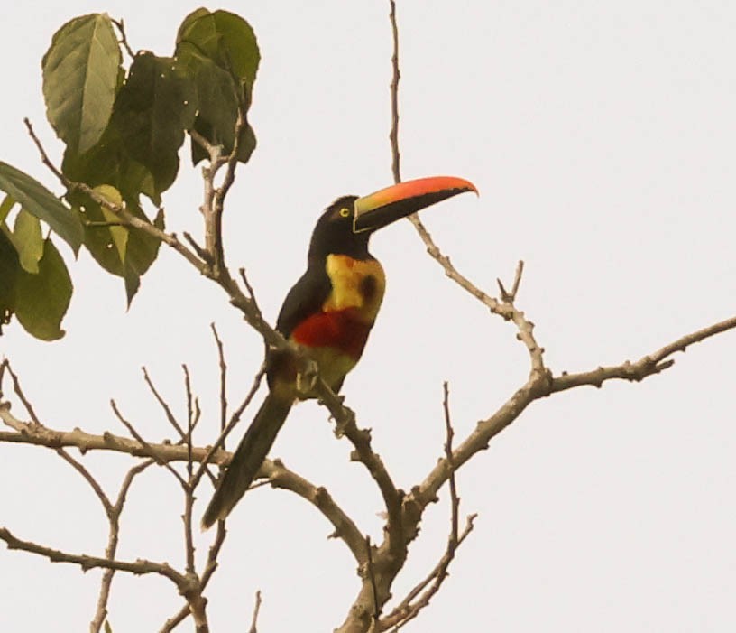 Fiery-billed Aracari - ML643961565