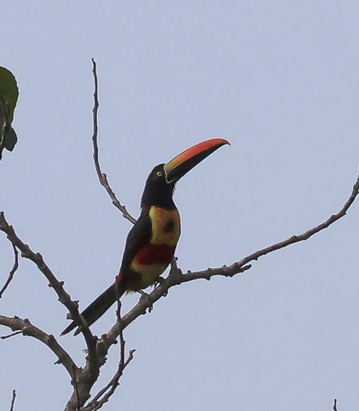 Fiery-billed Aracari - ML643961566