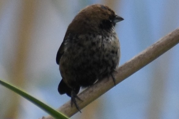 Blue-black Grassquit - ML643961573