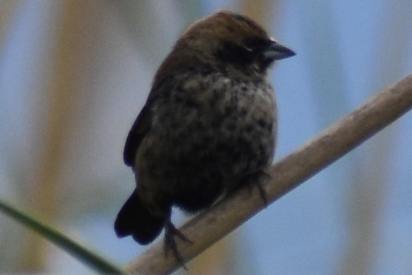 Blue-black Grassquit - ML643961574