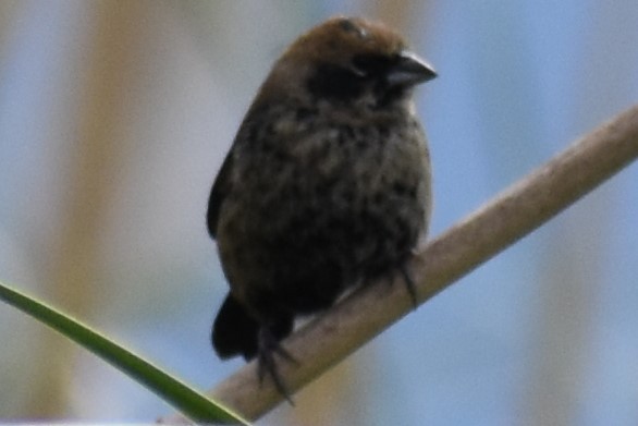 Blue-black Grassquit - ML643961575