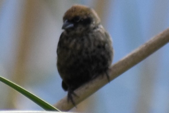 Blue-black Grassquit - ML643961576