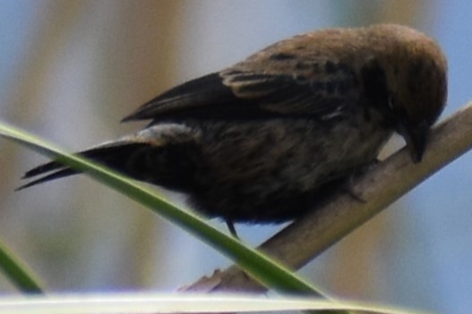 Blue-black Grassquit - ML643961577
