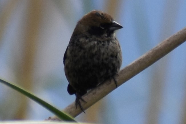 Blue-black Grassquit - ML643961580