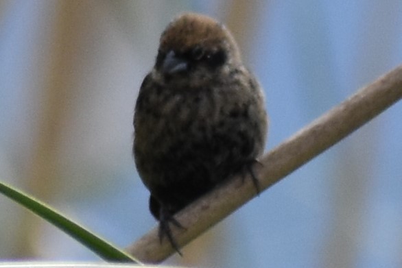 Blue-black Grassquit - ML643961581