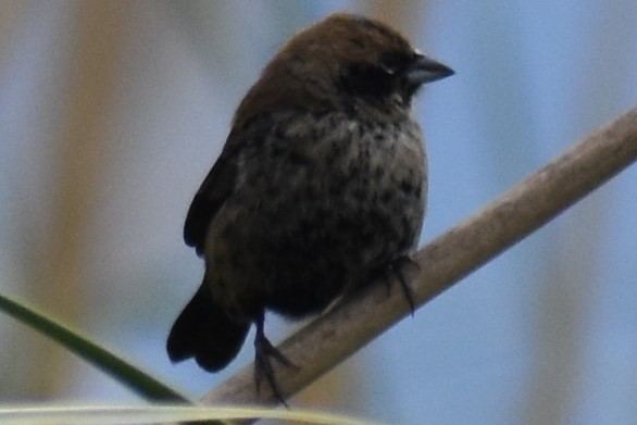 Blue-black Grassquit - ML643961582