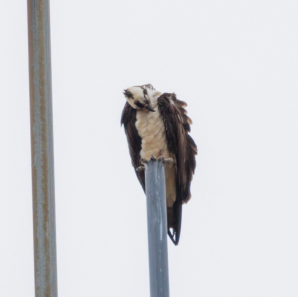 Osprey - ML643961588