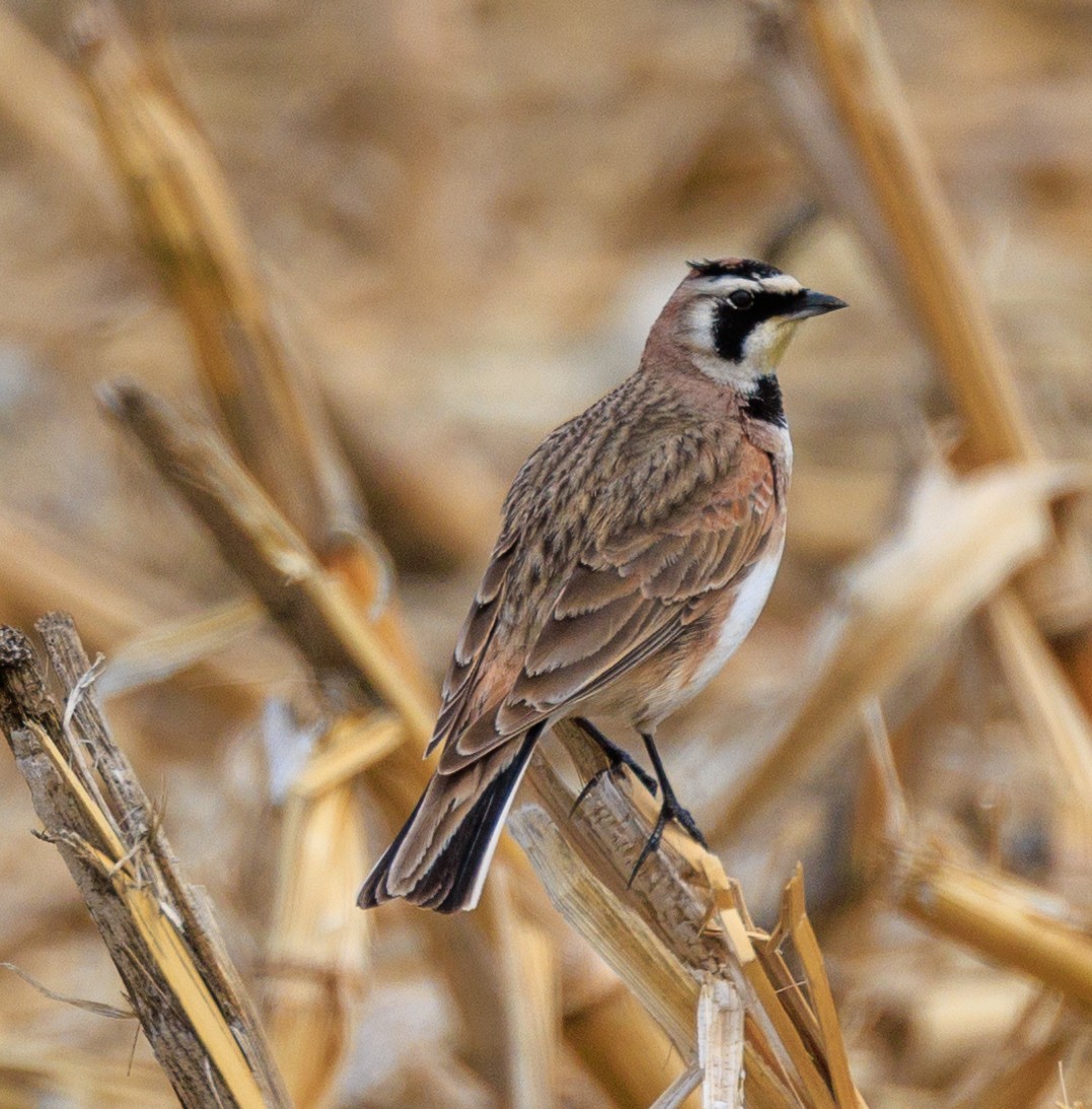 Horned Lark - ML643961625