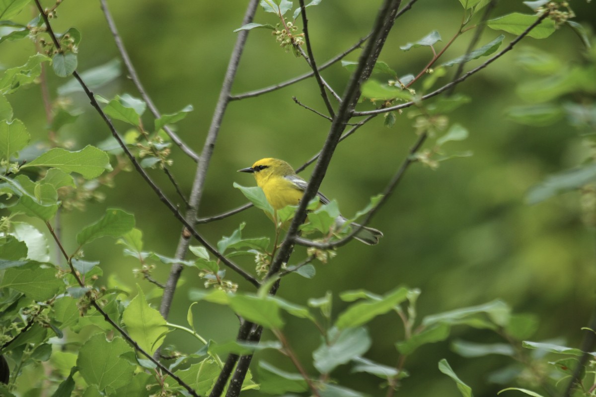 Blue-winged Warbler - ML643961660