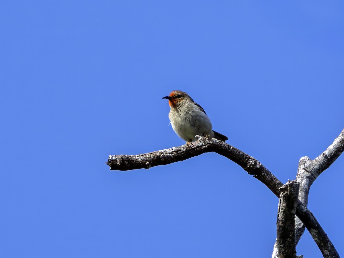 New Caledonian Myzomela - ML643961693