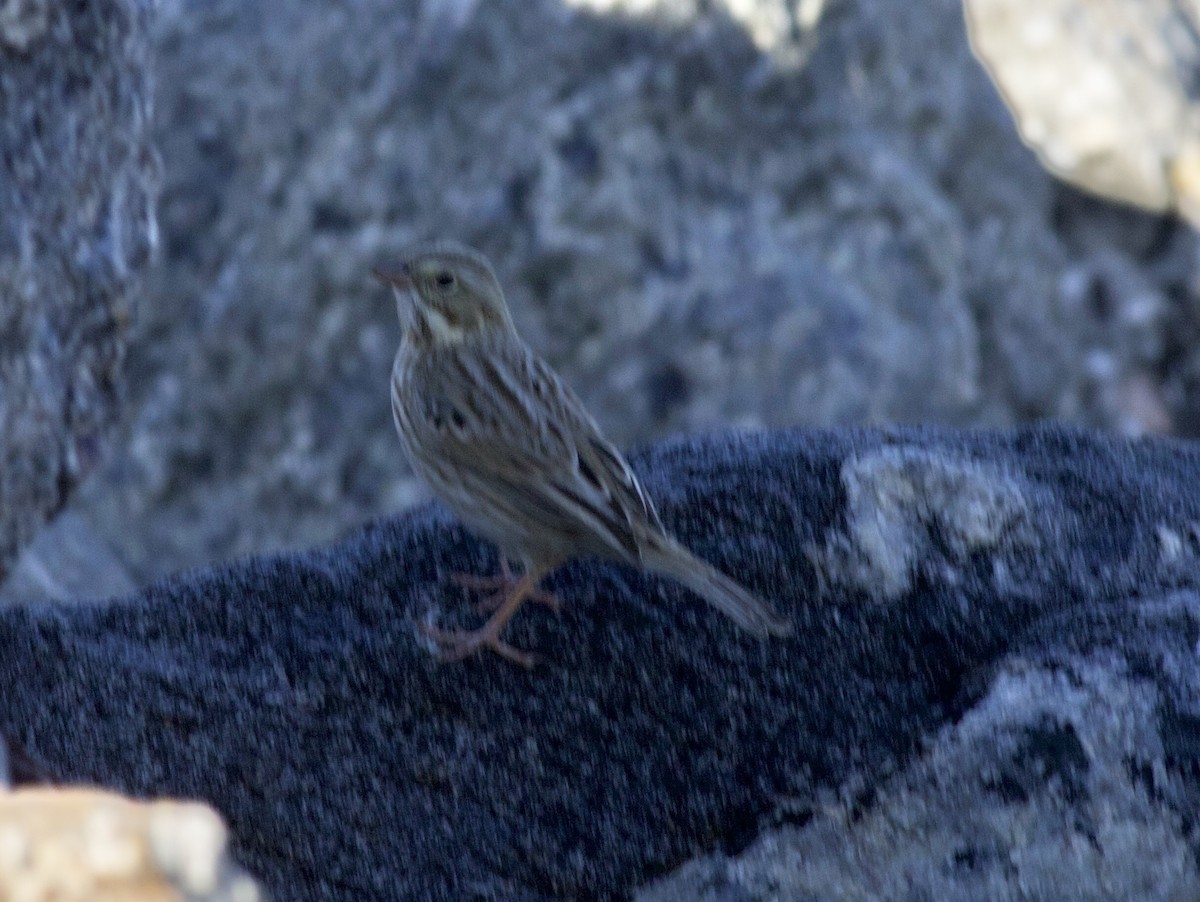Savannah Sparrow (Ipswich) - ML643961703