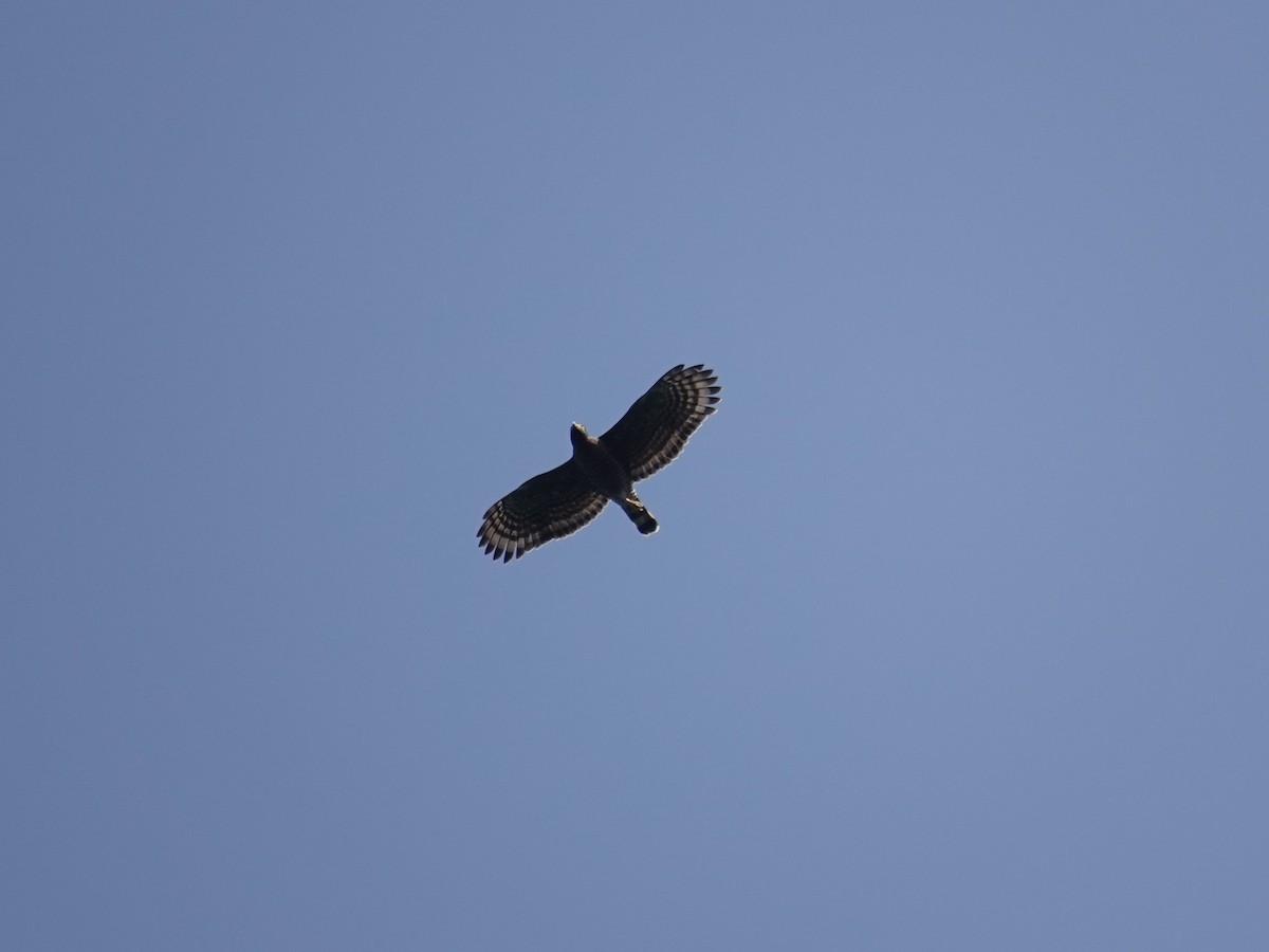 Sulawesi Serpent-Eagle - ML643961714