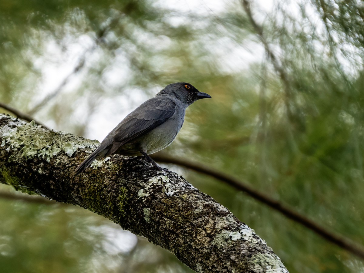 Striated Starling - ML643961716