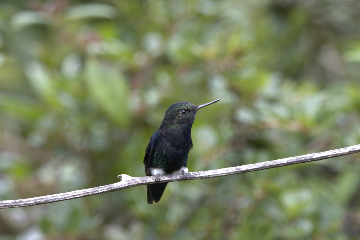 Black-breasted Puffleg - ML643961721