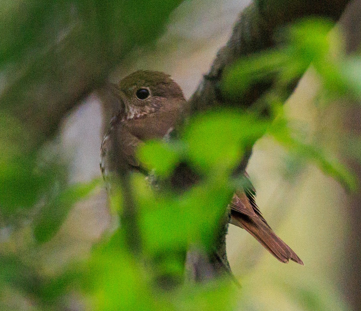 Hermit Thrush - ML643961729
