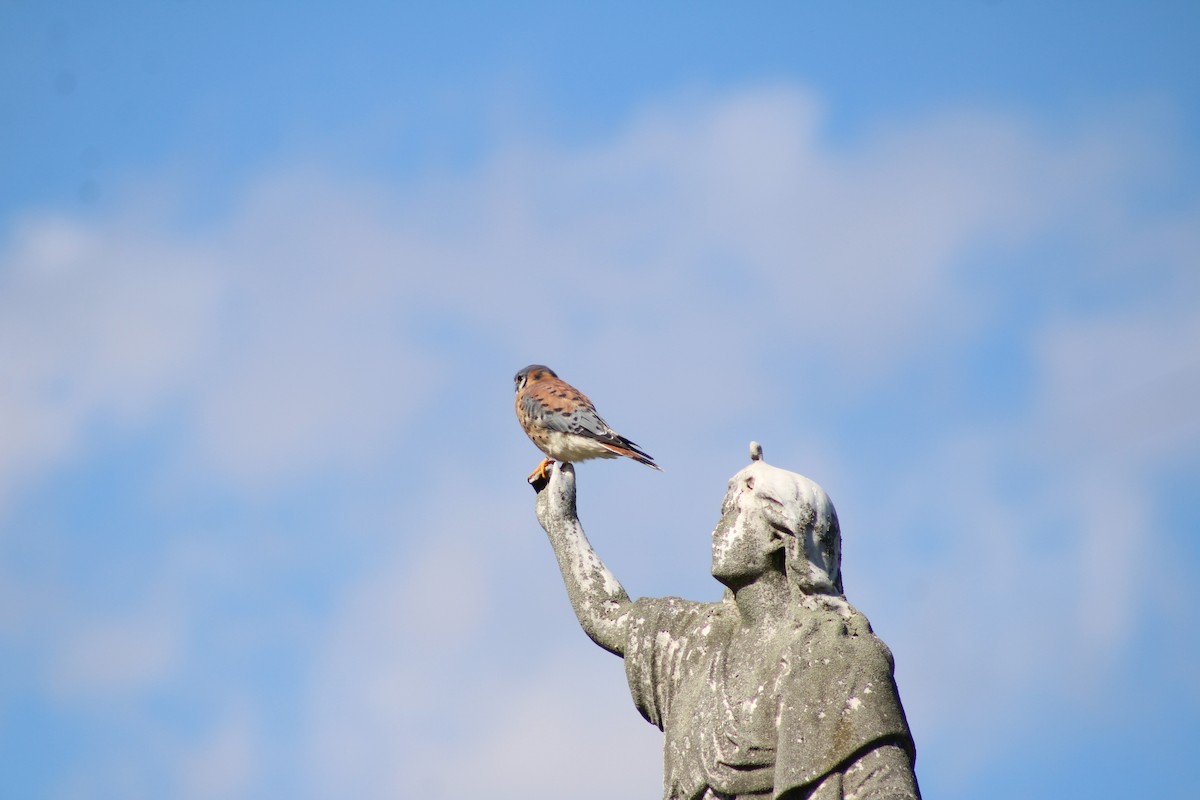 American Kestrel - ML643961737