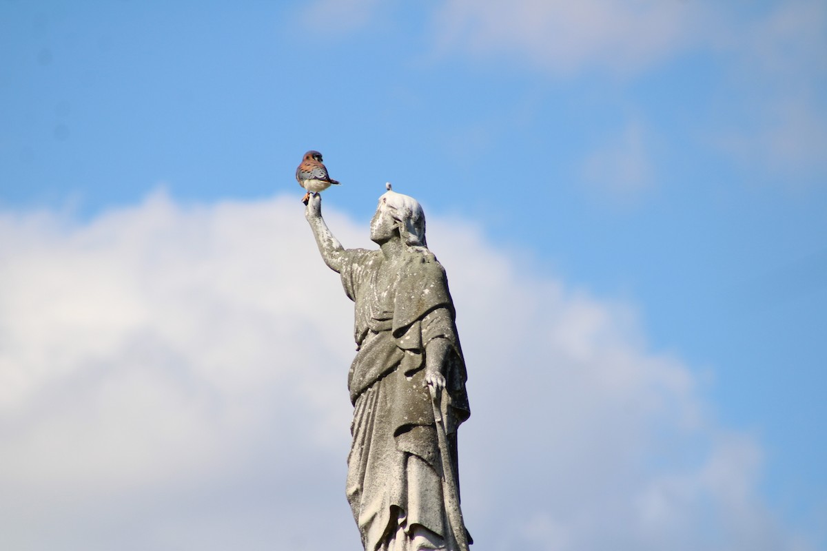 American Kestrel - ML643961738