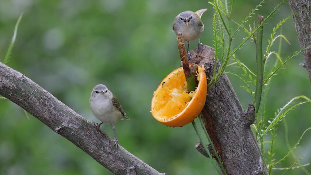 Tennessee Warbler - ML643961740