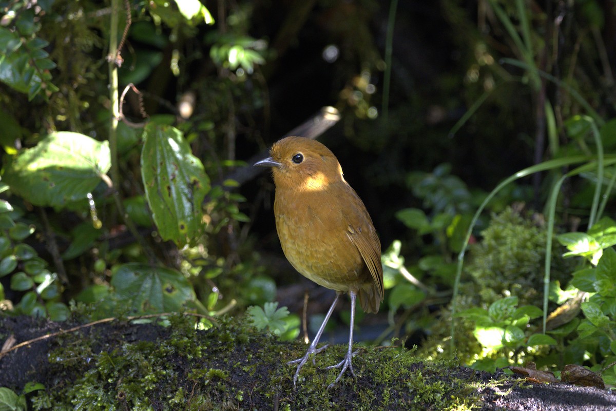 Equatorial Antpitta - ML643961749