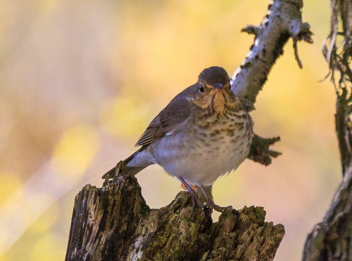 Swainson's Thrush - ML643961752