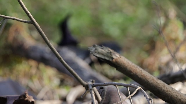 Great-tailed Grackle (Great-tailed) - ML643961754