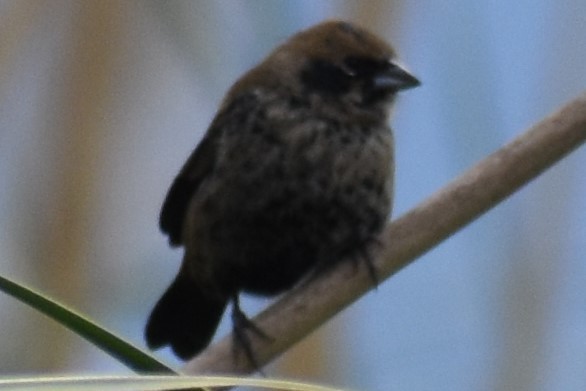 Blue-black Grassquit - ML643961760