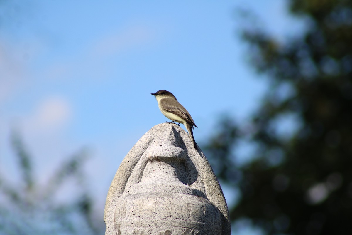 Eastern Phoebe - ML643961770