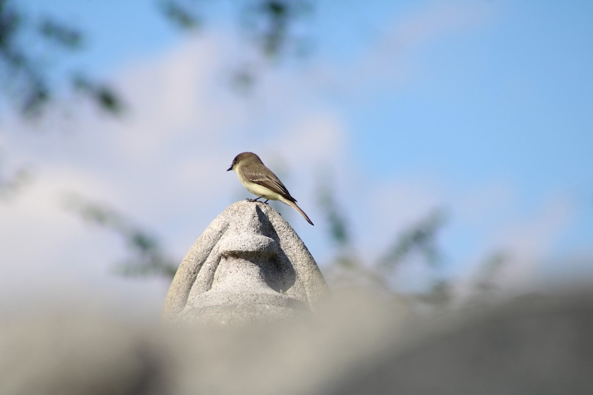 Eastern Phoebe - ML643961771