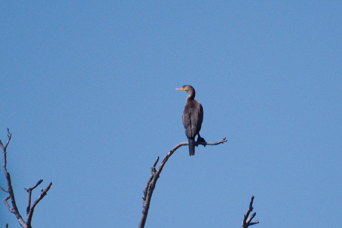 Double-crested Cormorant - ML643961778