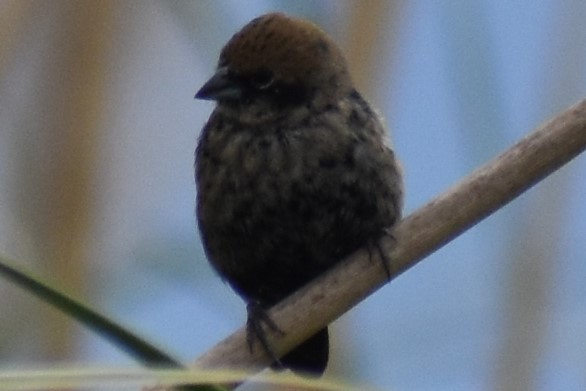 Blue-black Grassquit - ML643961779