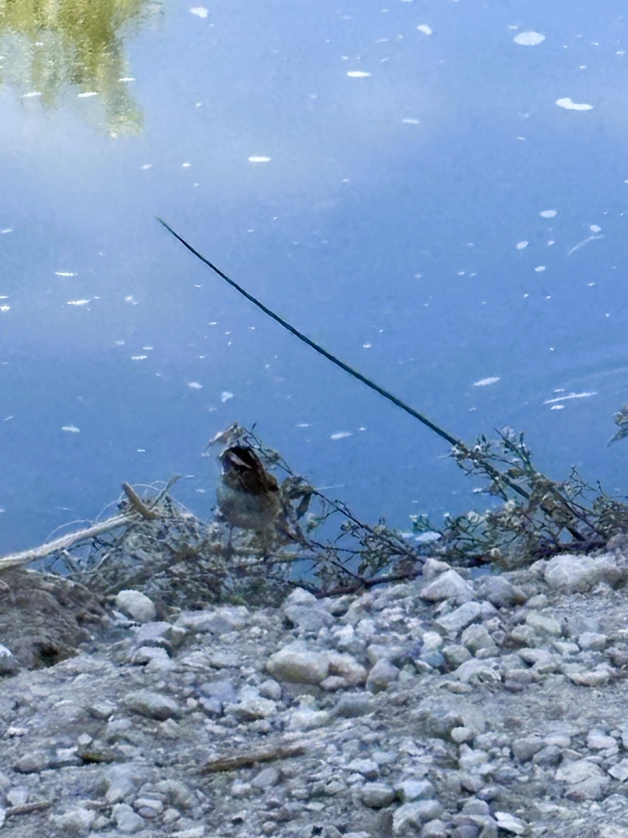 White-throated Sparrow - ML643961780