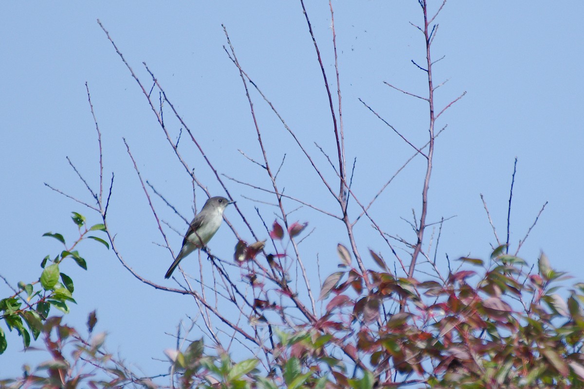 Eastern Phoebe - ML643961791
