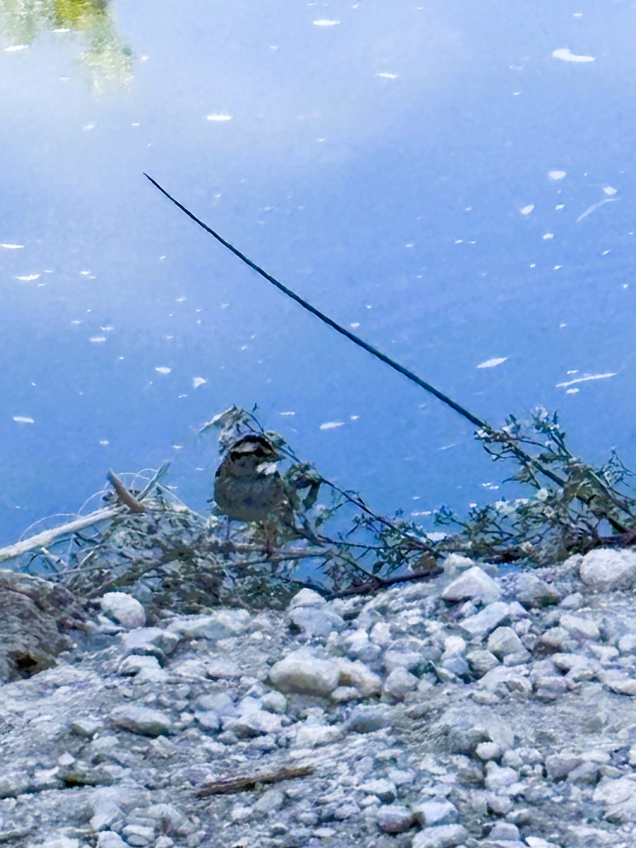 White-throated Sparrow - ML643961794