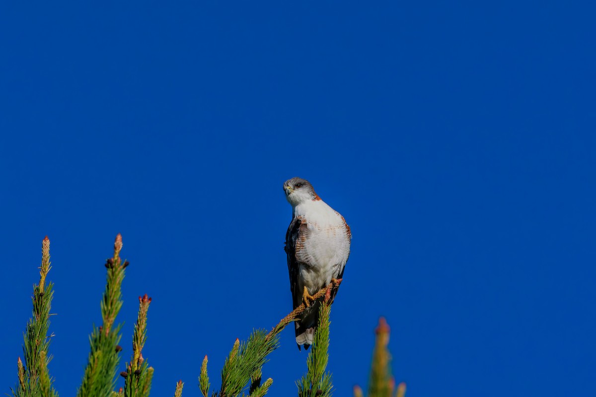 Variable Hawk - ML643961795