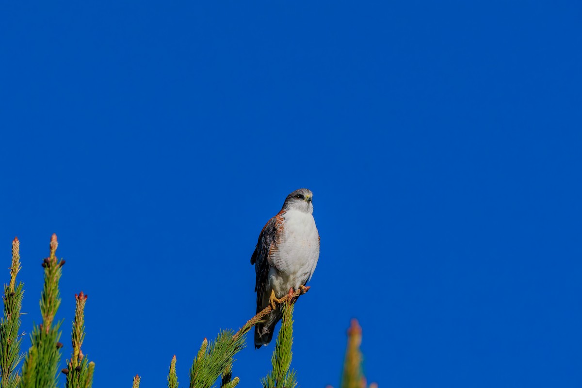 Variable Hawk - ML643961796