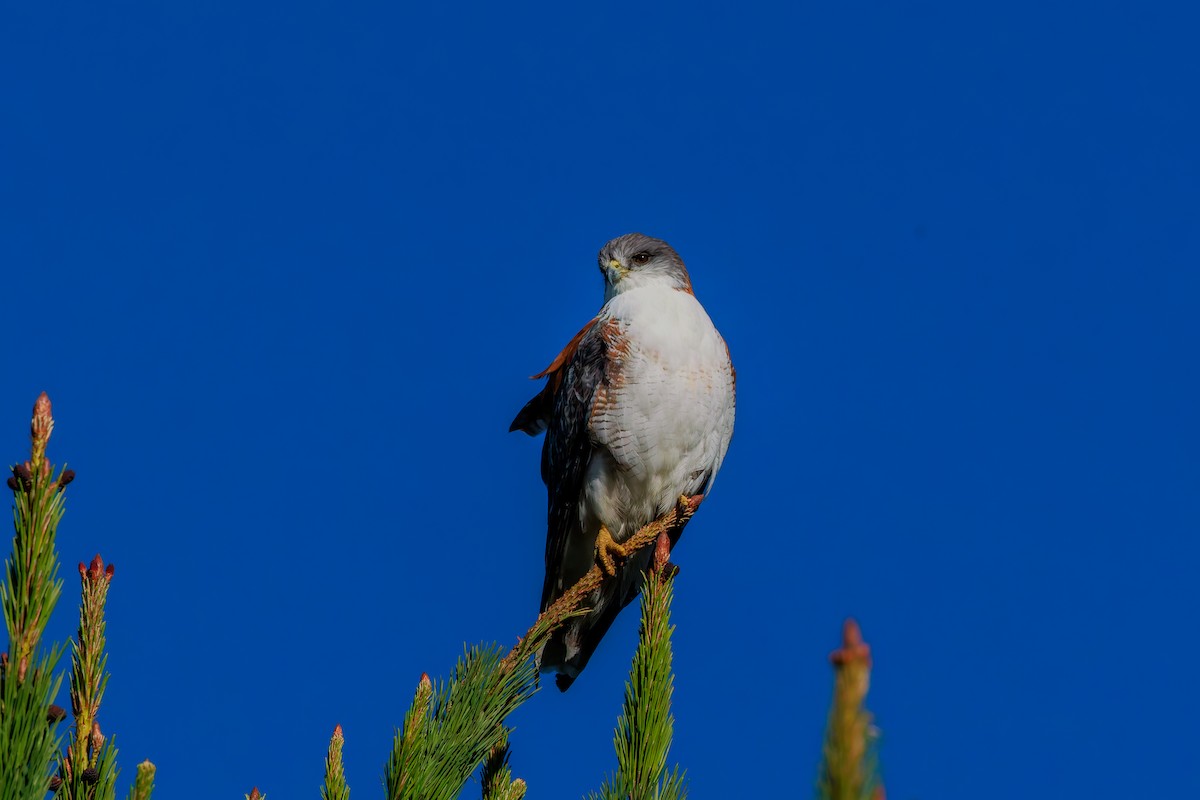 Variable Hawk - ML643961797