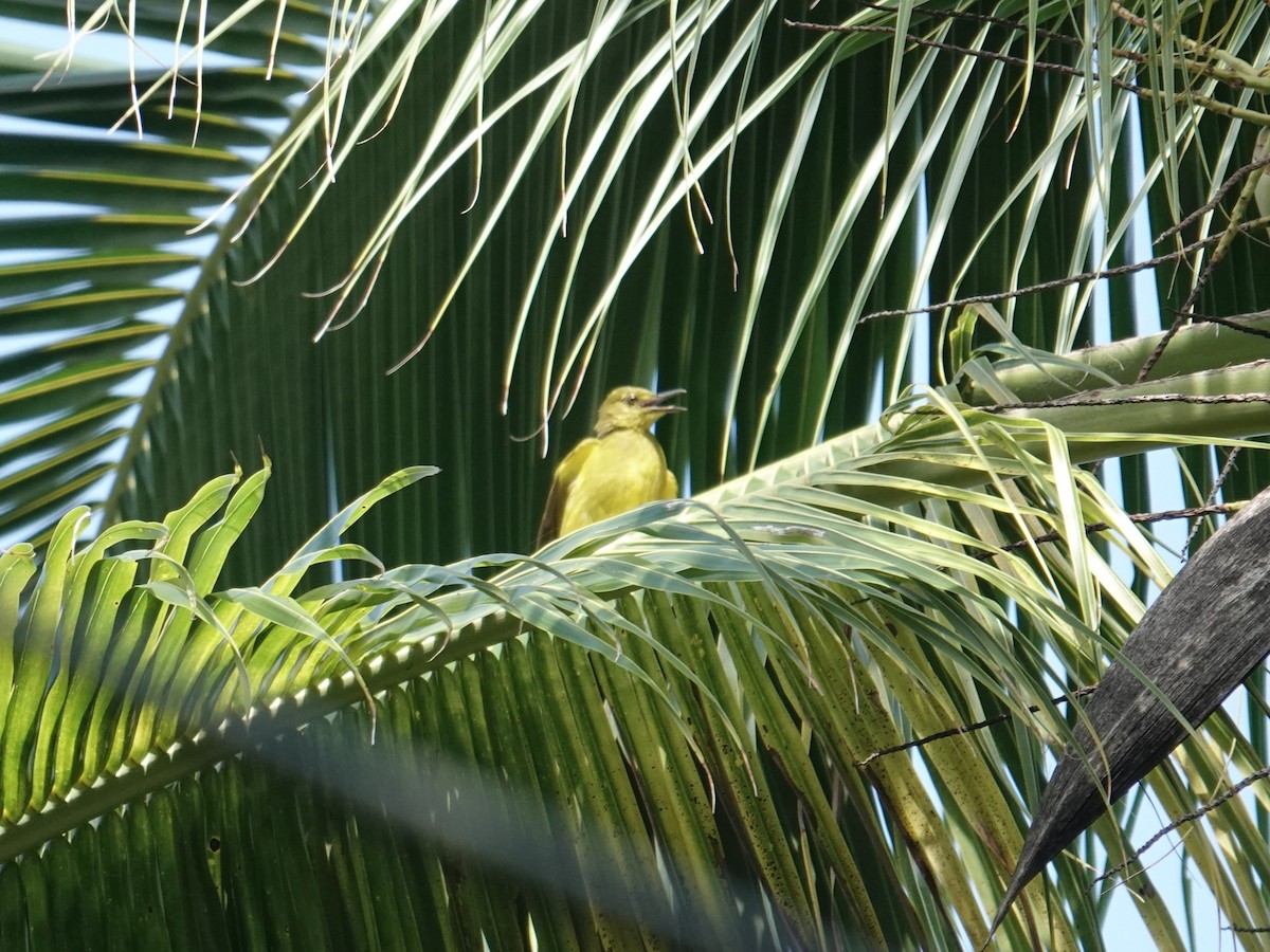 Banggai Golden-Bulbul - ML643961800