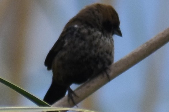 Blue-black Grassquit - ML643961801